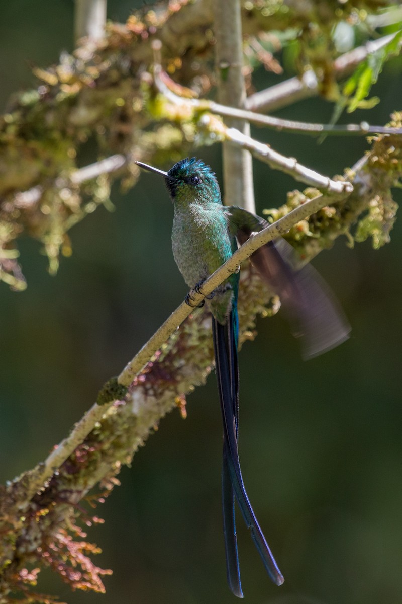 Long-tailed Sylph - Nancy Davis