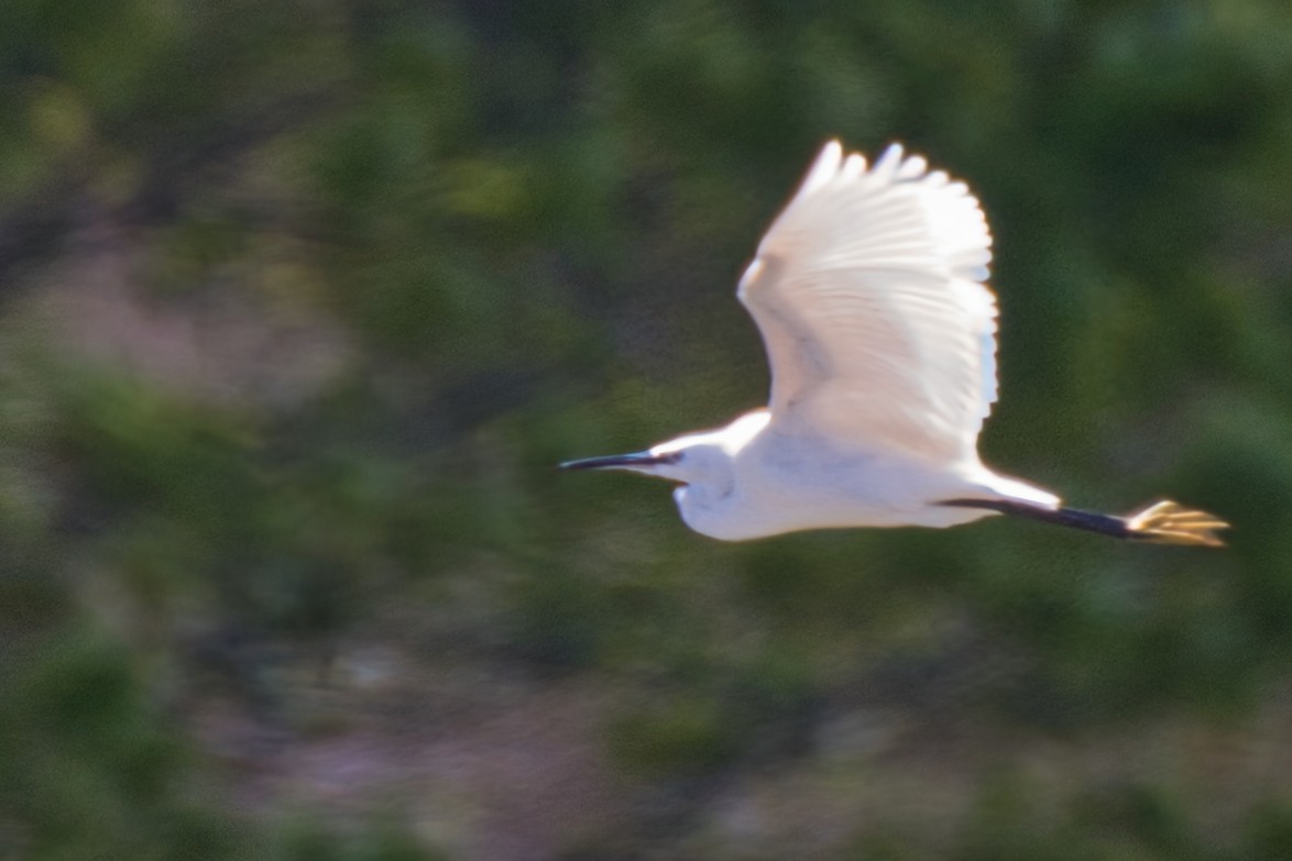 Little Egret - Donald Fullmer