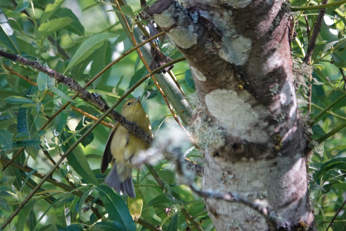 Orange-crowned Warbler - Erica Rutherford/ John Colbert