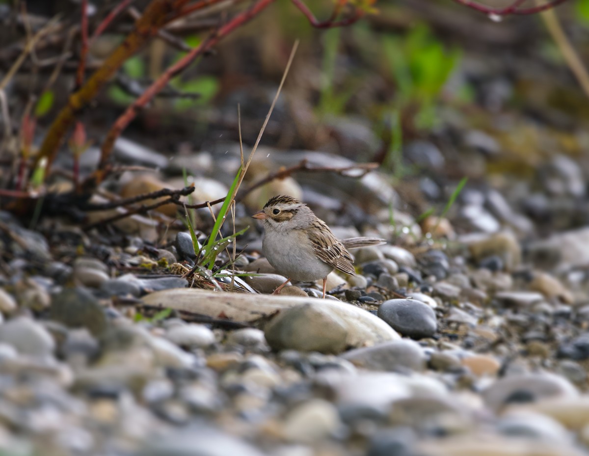 Clay-colored Sparrow - john enns