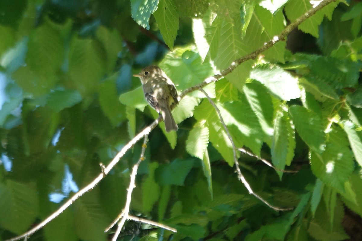 Western Flycatcher (Pacific-slope) - Erica Rutherford/ John Colbert