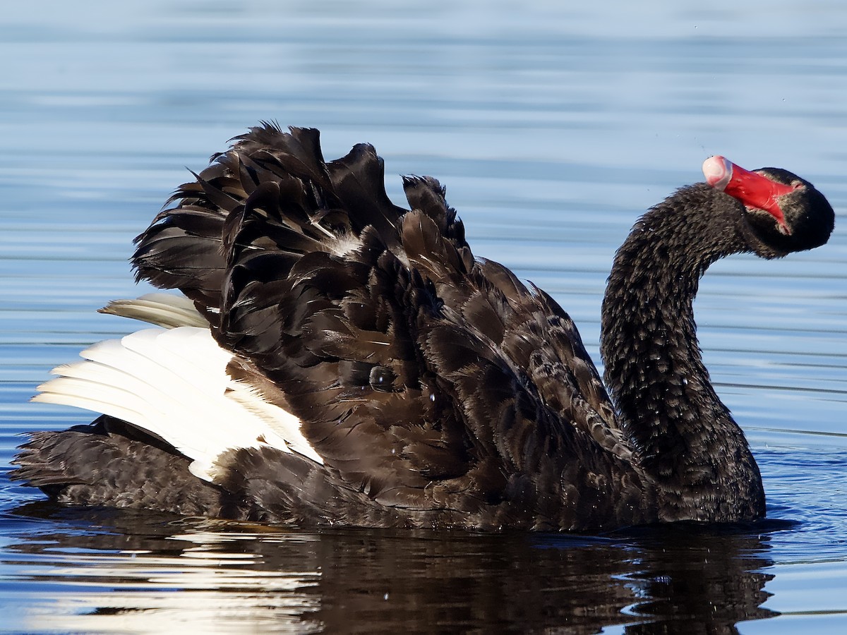 Black Swan - Allan Johns