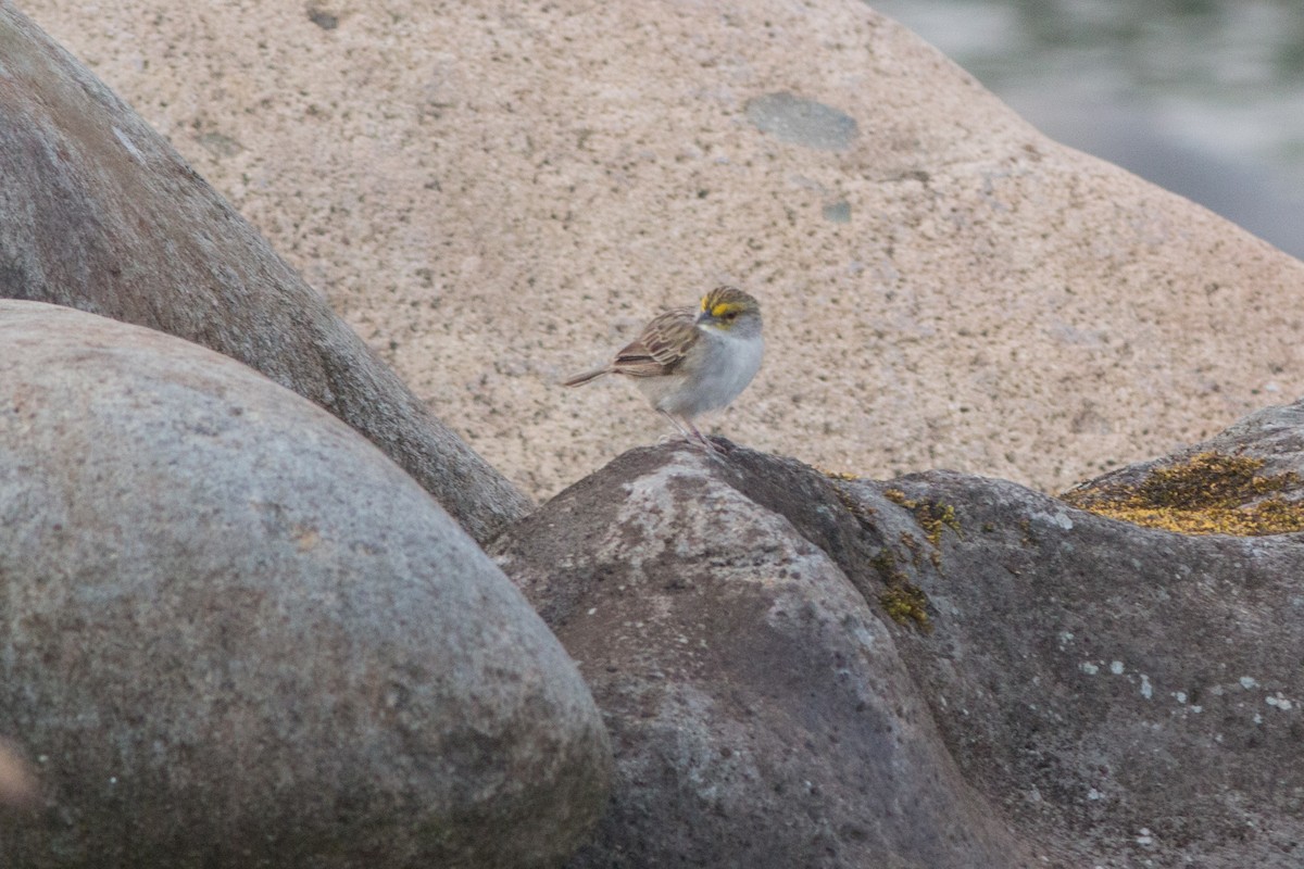 Yellow-browed Sparrow - Nancy Davis
