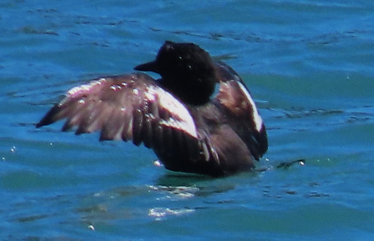 Pigeon Guillemot - ML619514590