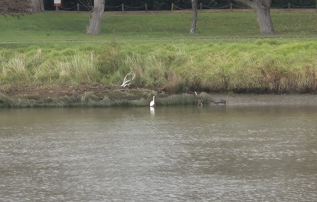 Great Egret - Peter Frost