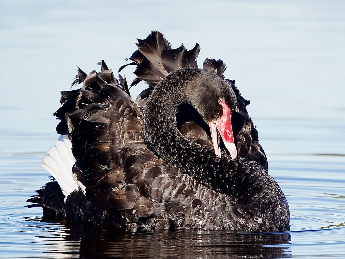 Black Swan - Allan Johns