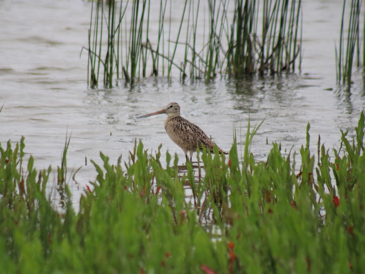 Marbled Godwit - Nate Peterson