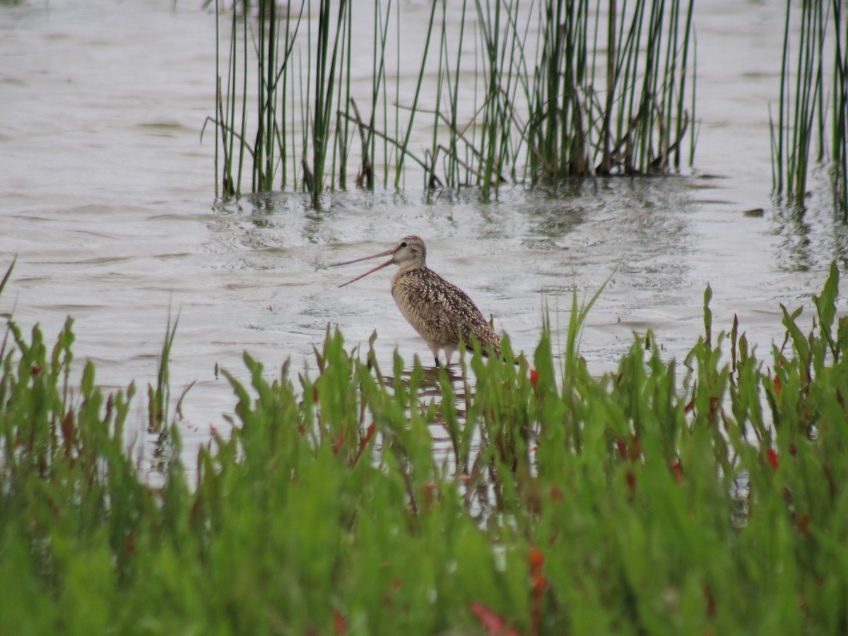 Marbled Godwit - Nate Peterson