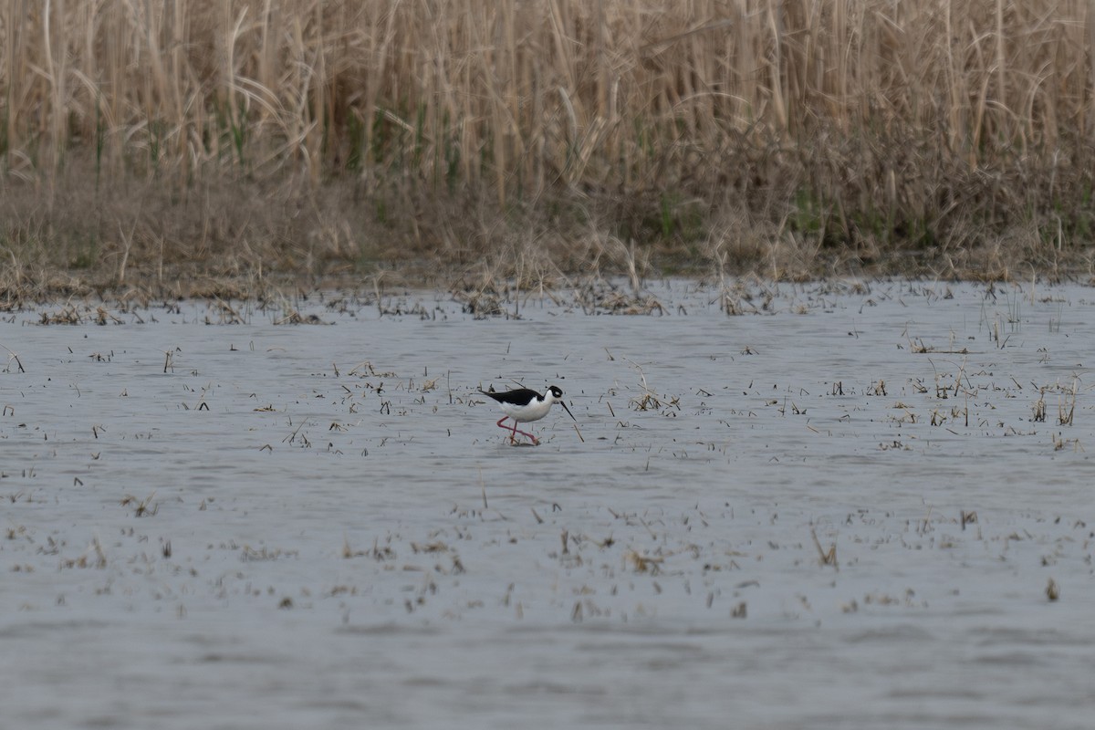 Black-necked Stilt - Al Halstead