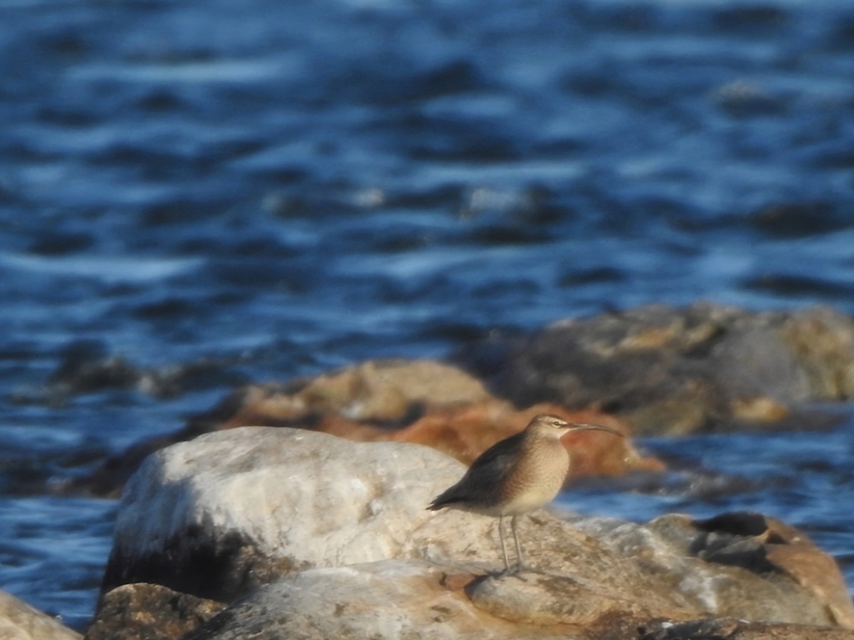 Whimbrel - Dustin Head