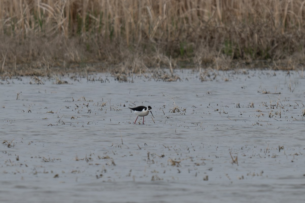 Black-necked Stilt - Al Halstead