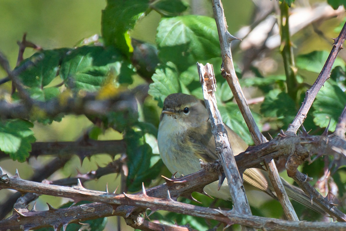 Common Chiffchaff - Donald Fullmer