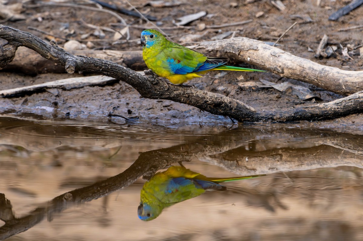 Turquoise Parrot - Claire Watson