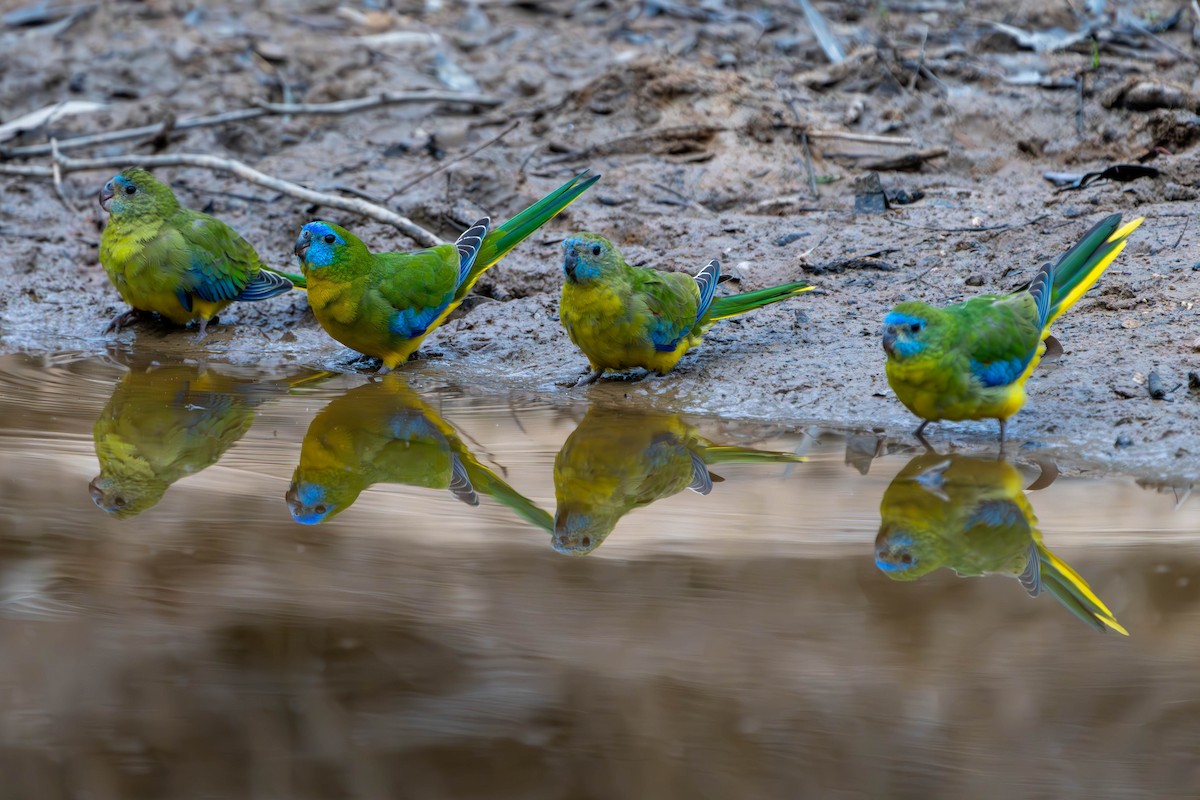 Turquoise Parrot - Claire Watson