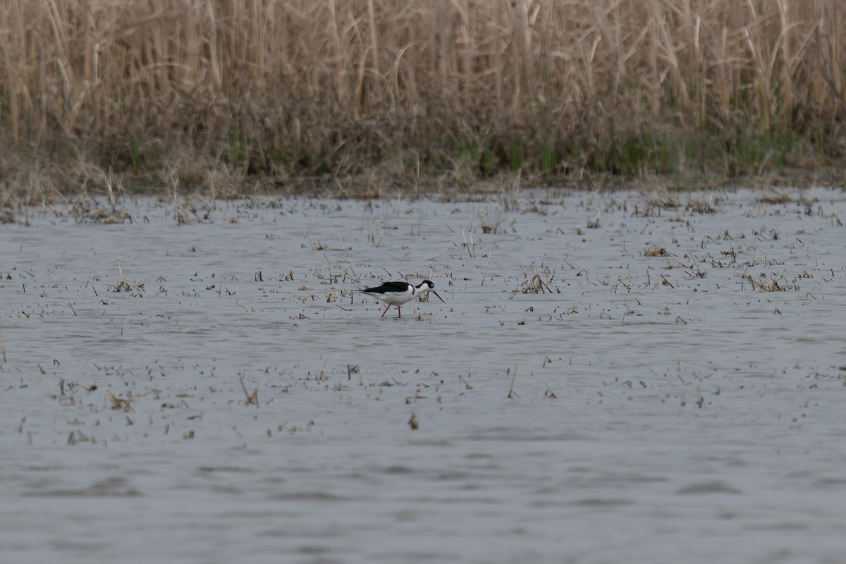 Black-necked Stilt - ML619514619