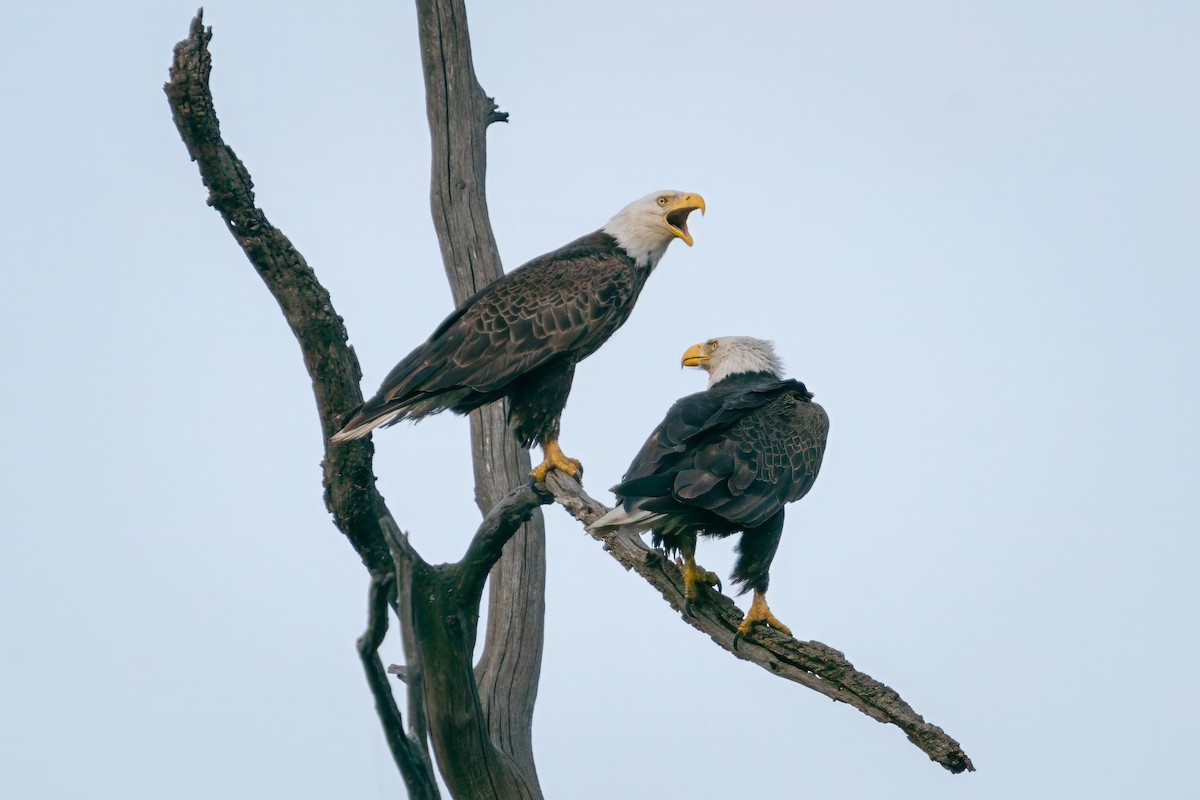 Bald Eagle - Rick Wilhoit