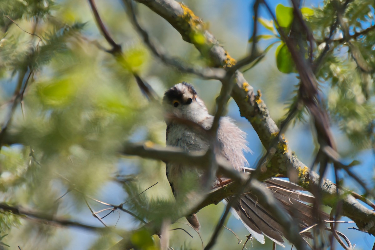 Long-tailed Tit - Donald Fullmer