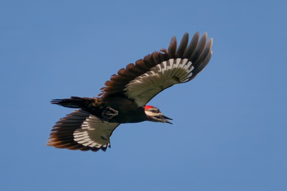 Pileated Woodpecker - ML619514634