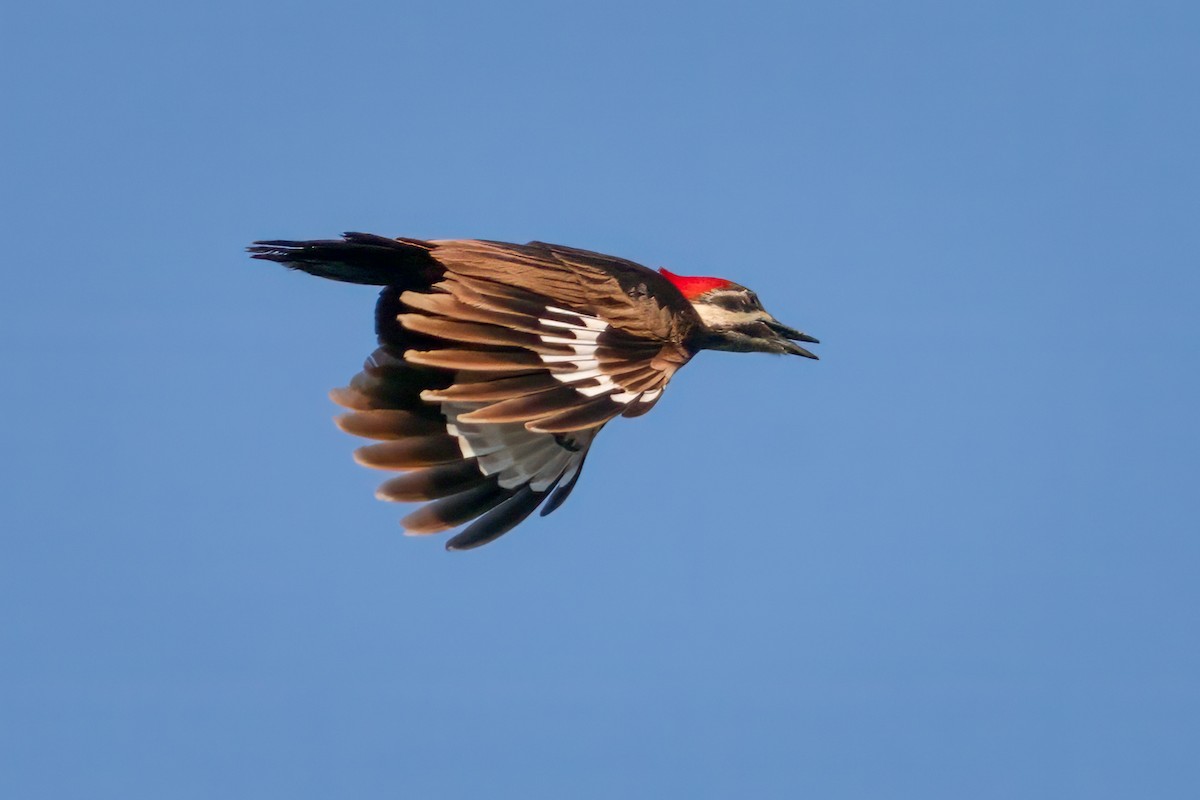 Pileated Woodpecker - Rick Wilhoit