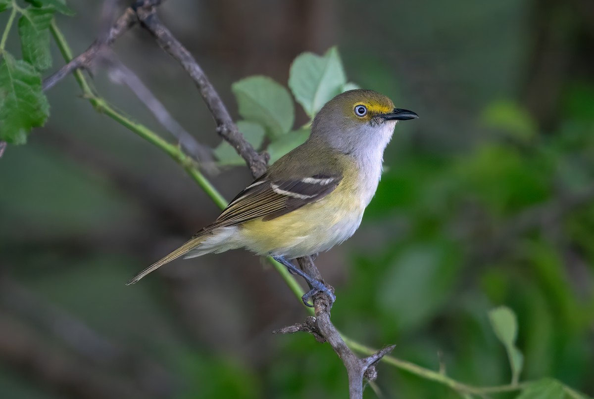 White-eyed Vireo - Rick Wilhoit