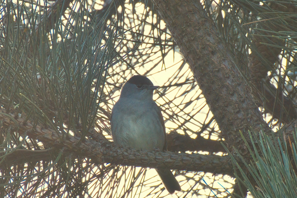 Eurasian Blackcap - Donald Fullmer