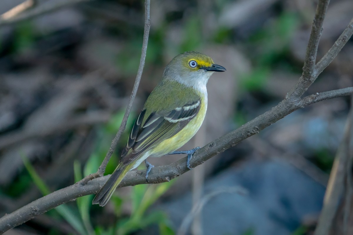 White-eyed Vireo - Rick Wilhoit