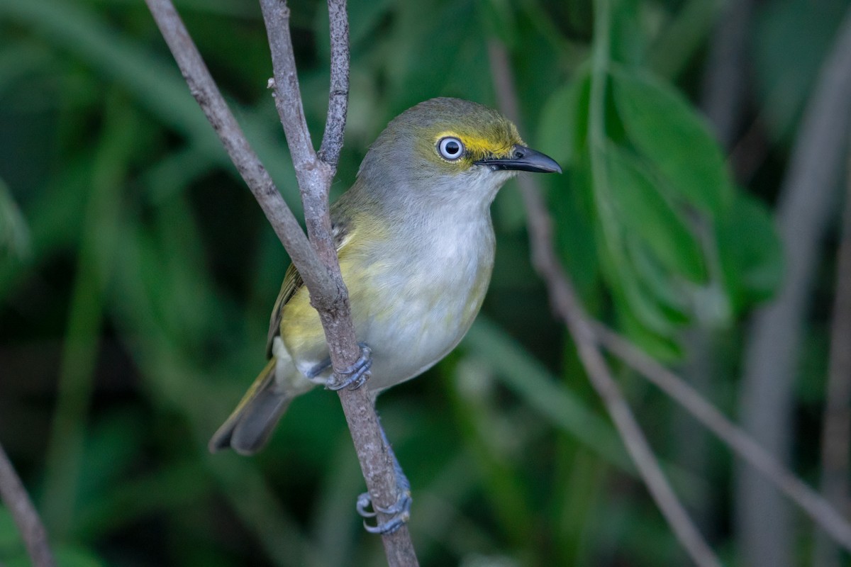 White-eyed Vireo - Rick Wilhoit