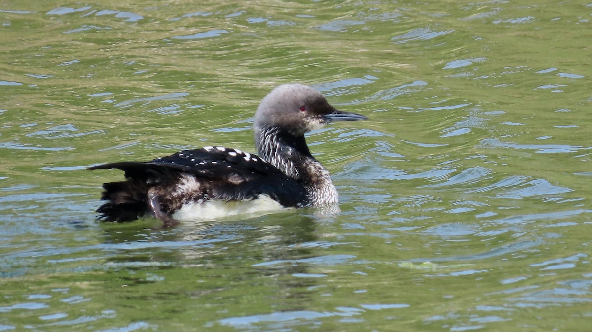 Pacific Loon - Petra Clayton