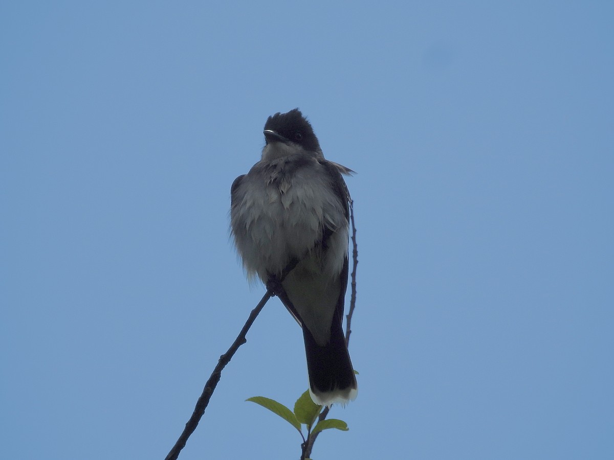 Eastern Kingbird - Deepak Vadi