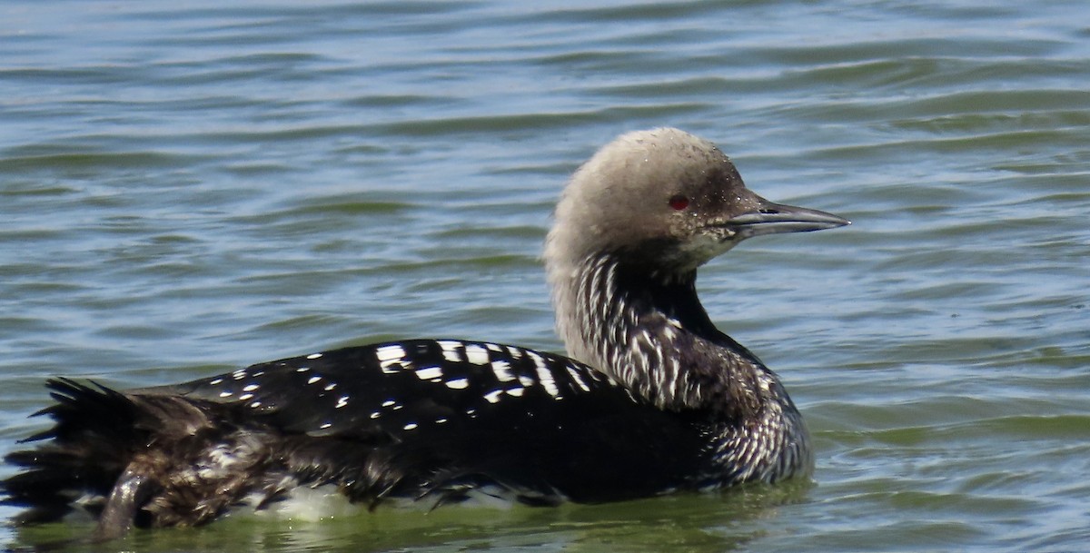 Pacific Loon - Petra Clayton