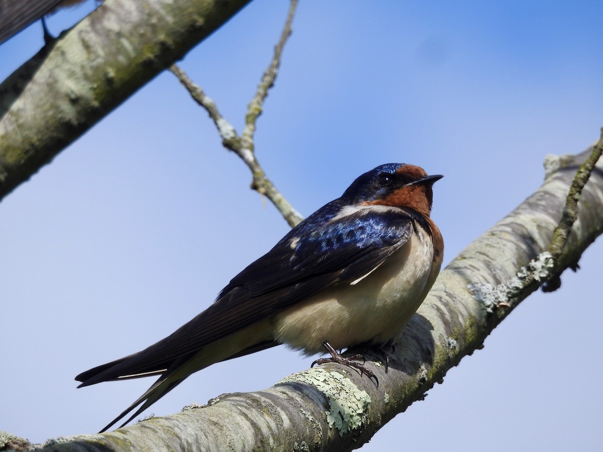 Barn Swallow - Deepak Vadi