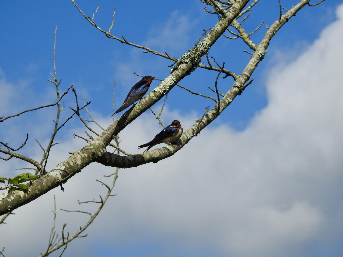 Barn Swallow - Deepak Vadi