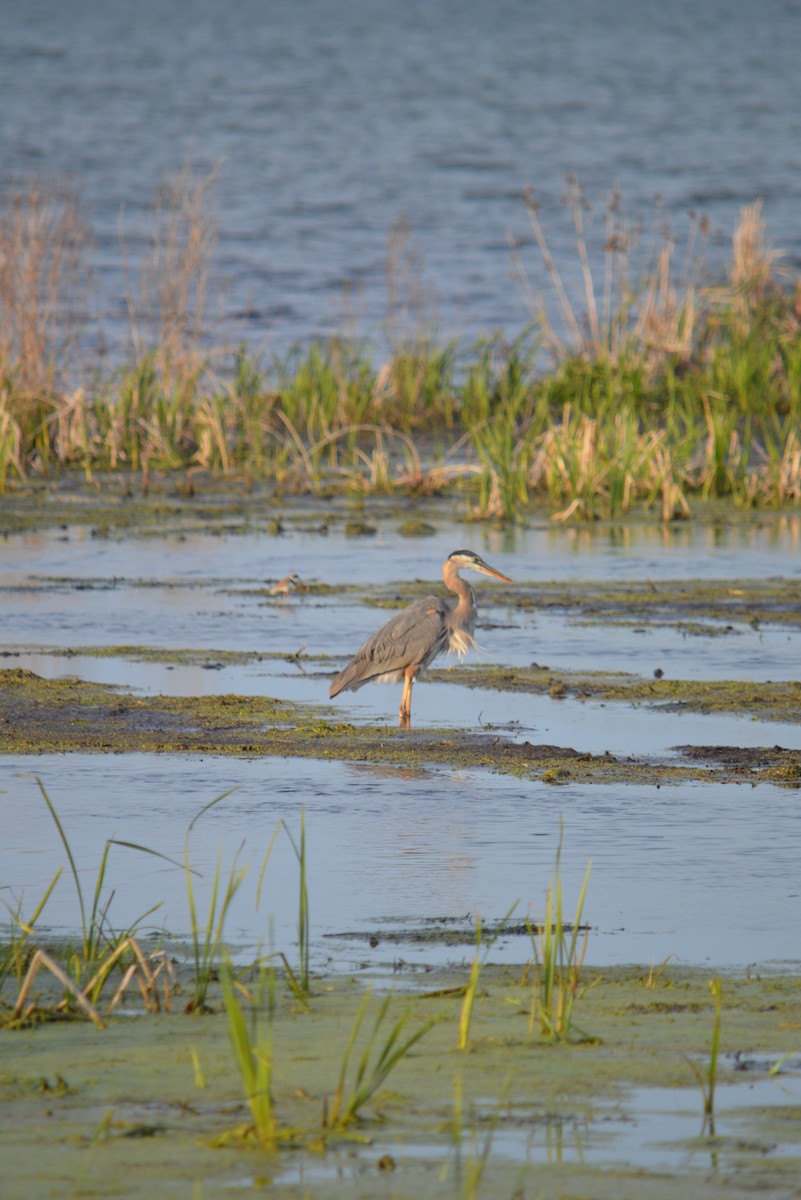 Great Blue Heron - Heather Hough