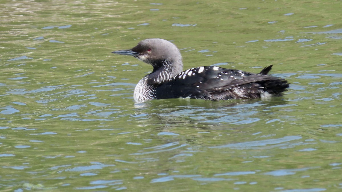 Pacific Loon - Petra Clayton