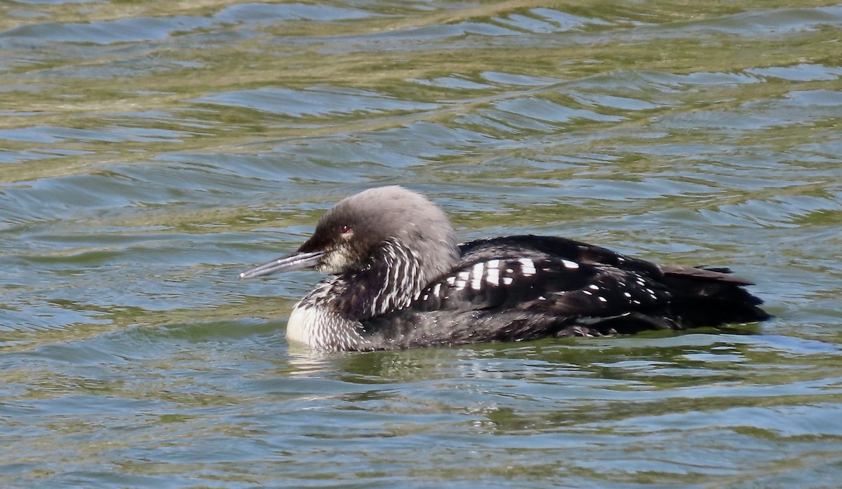 Pacific Loon - Petra Clayton