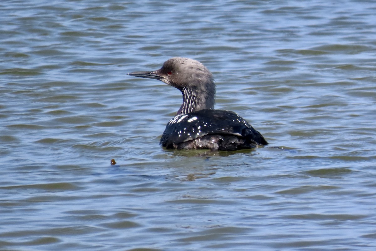 Pacific Loon - Petra Clayton