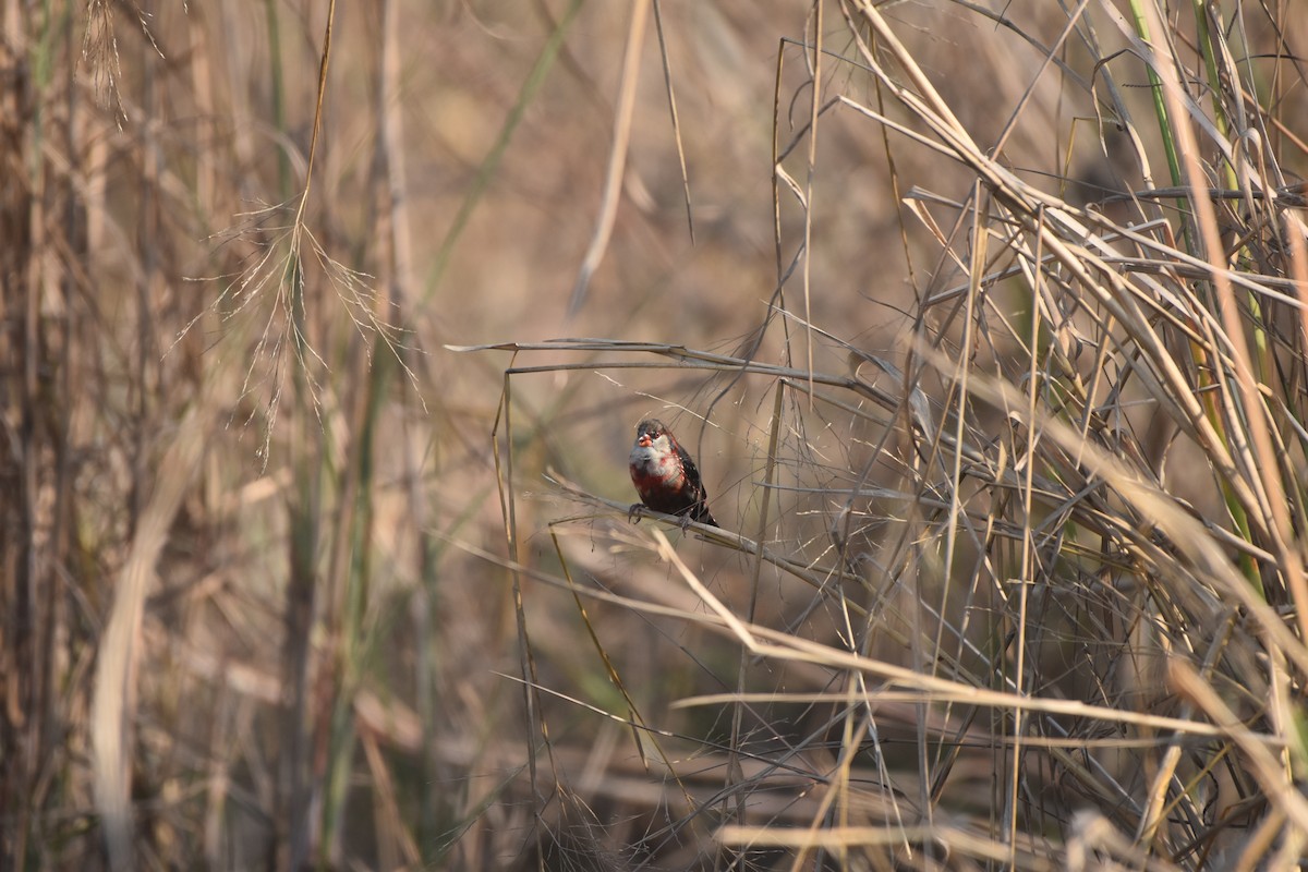 Red Avadavat - Gyanchandra Gyani