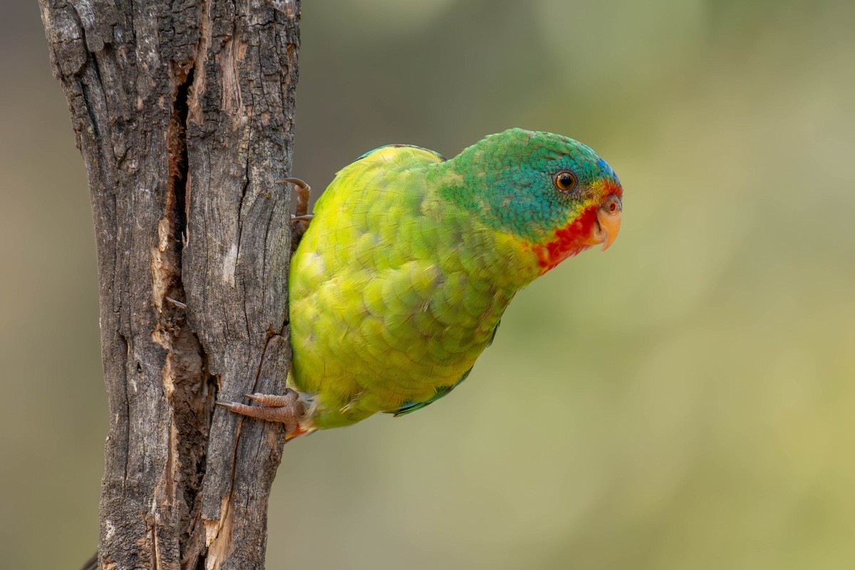 Swift Parrot - Claire Watson
