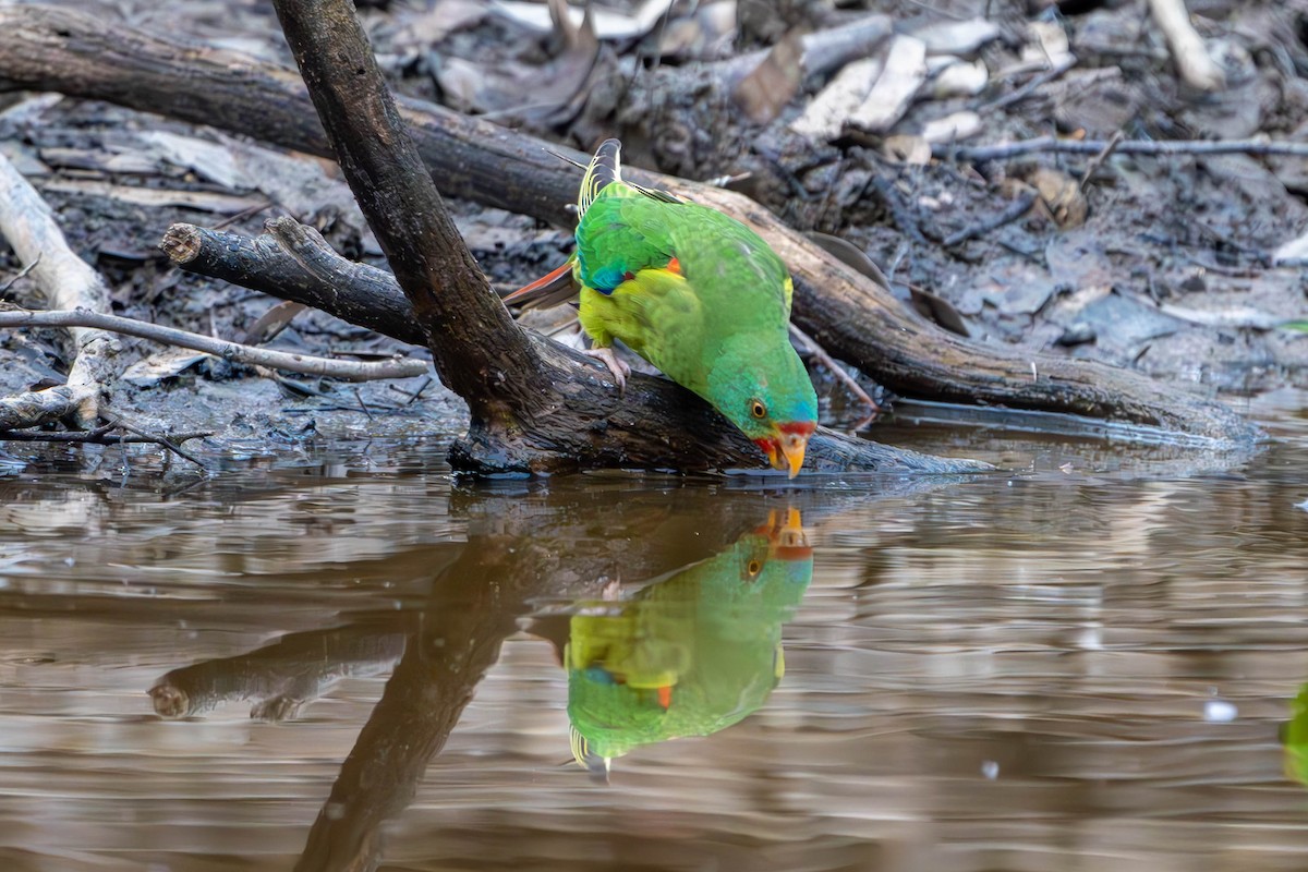 Swift Parrot - Claire Watson