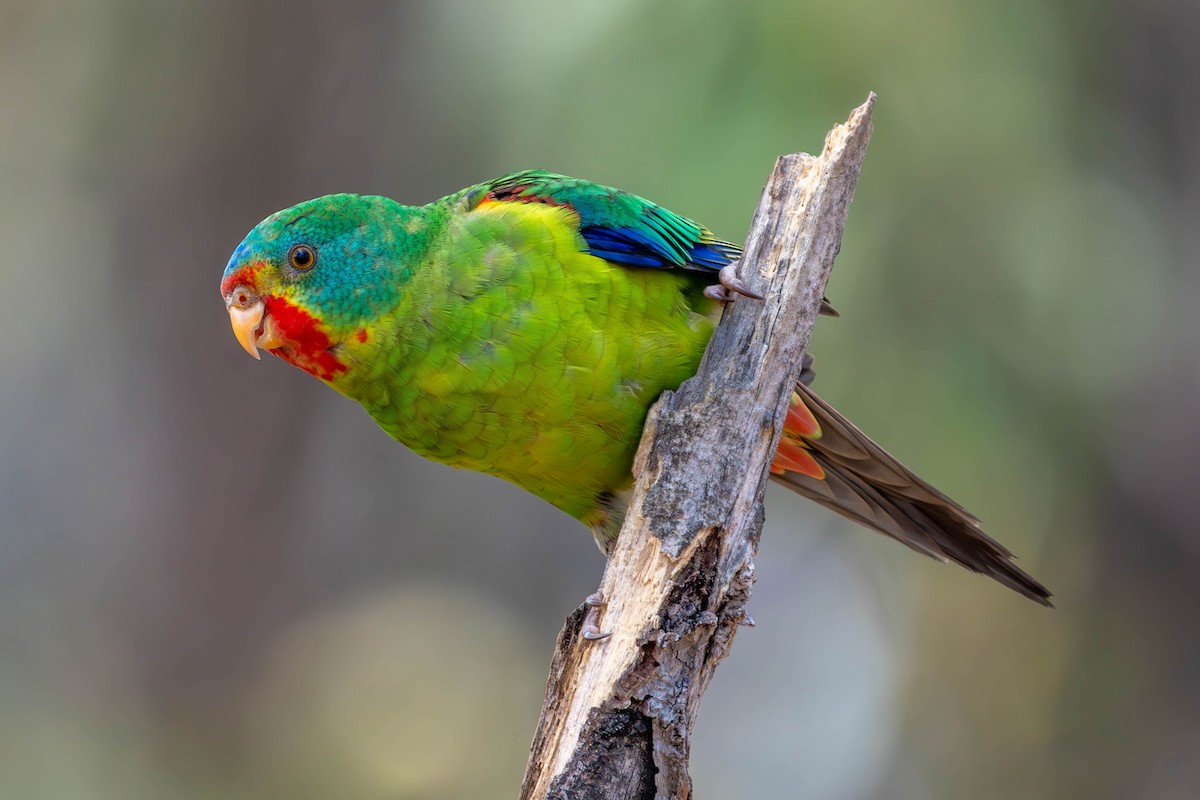 Swift Parrot - Claire Watson