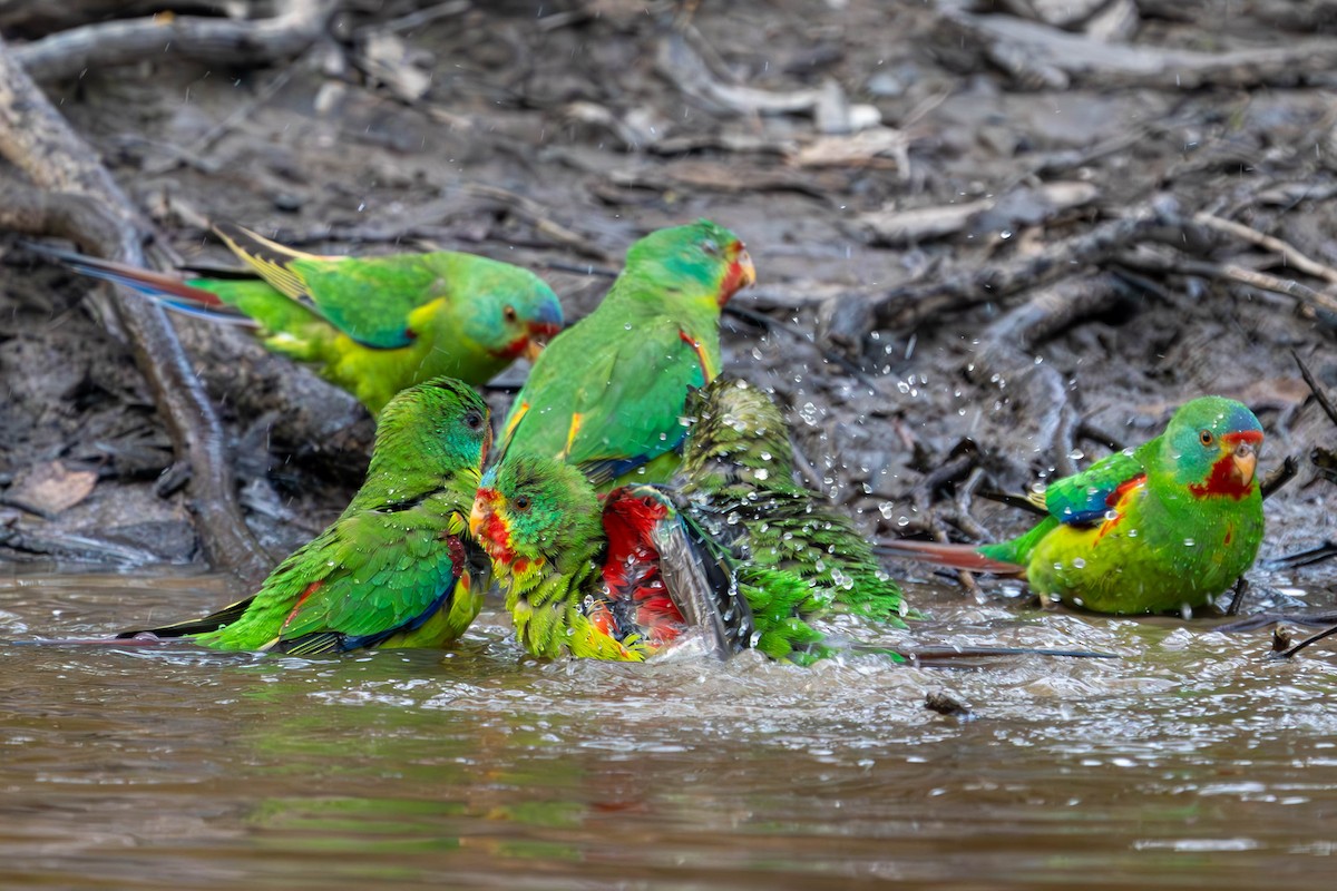 Swift Parrot - Claire Watson