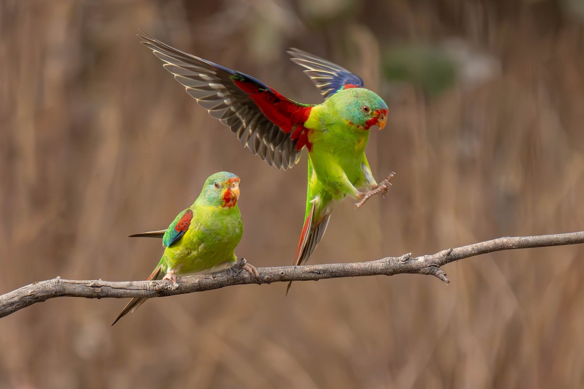 Swift Parrot - Claire Watson