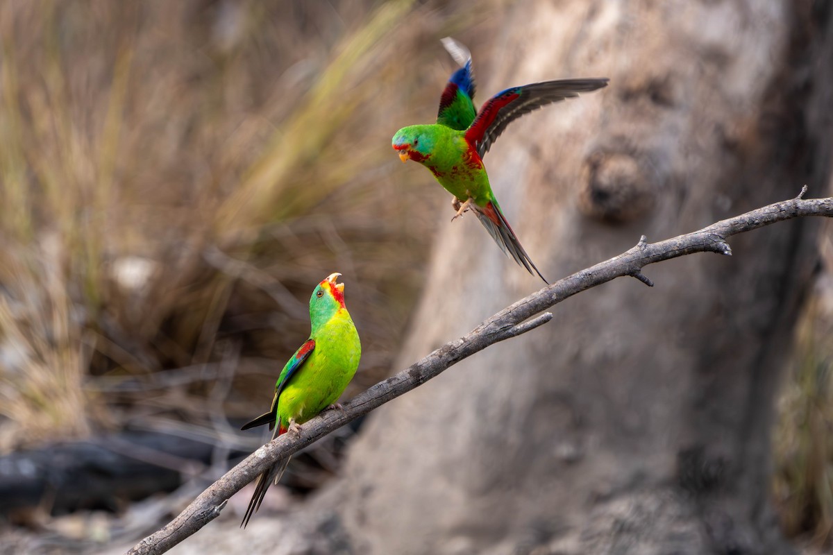 Swift Parrot - Claire Watson