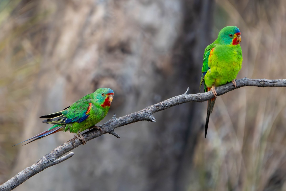 Swift Parrot - Claire Watson