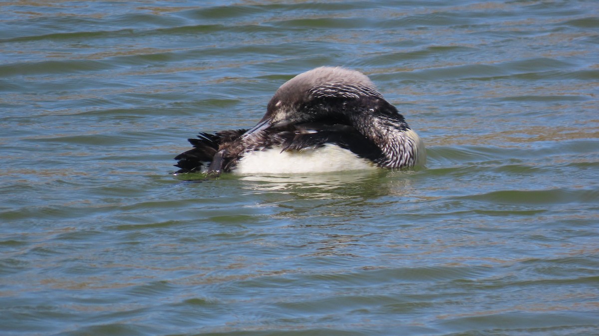 Pacific Loon - Petra Clayton