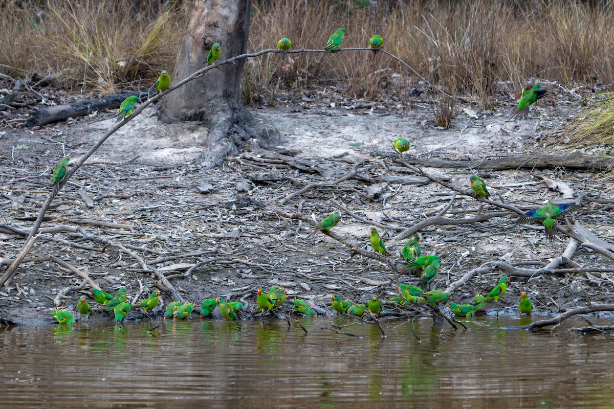 Swift Parrot - Claire Watson