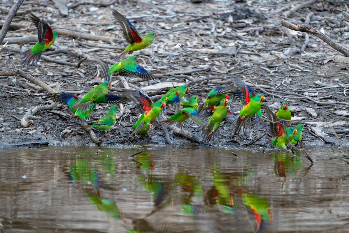 Swift Parrot - Claire Watson