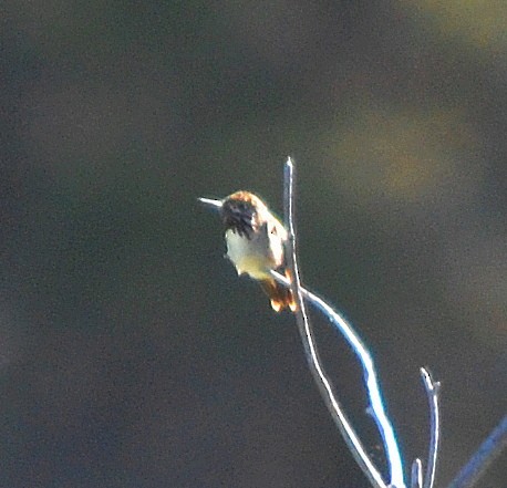 Calliope Hummingbird - John Ritchie