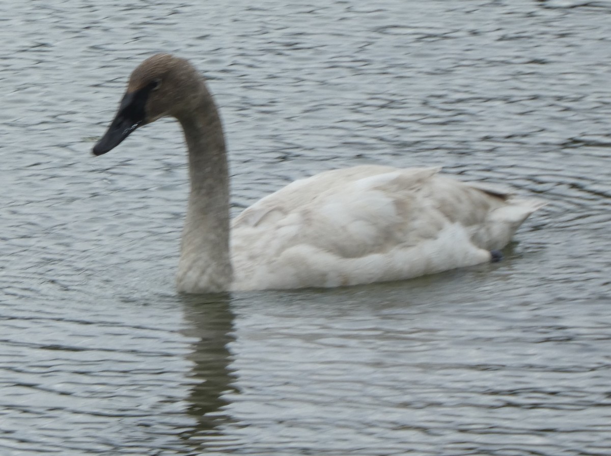 Trumpeter Swan - Brian Kinney