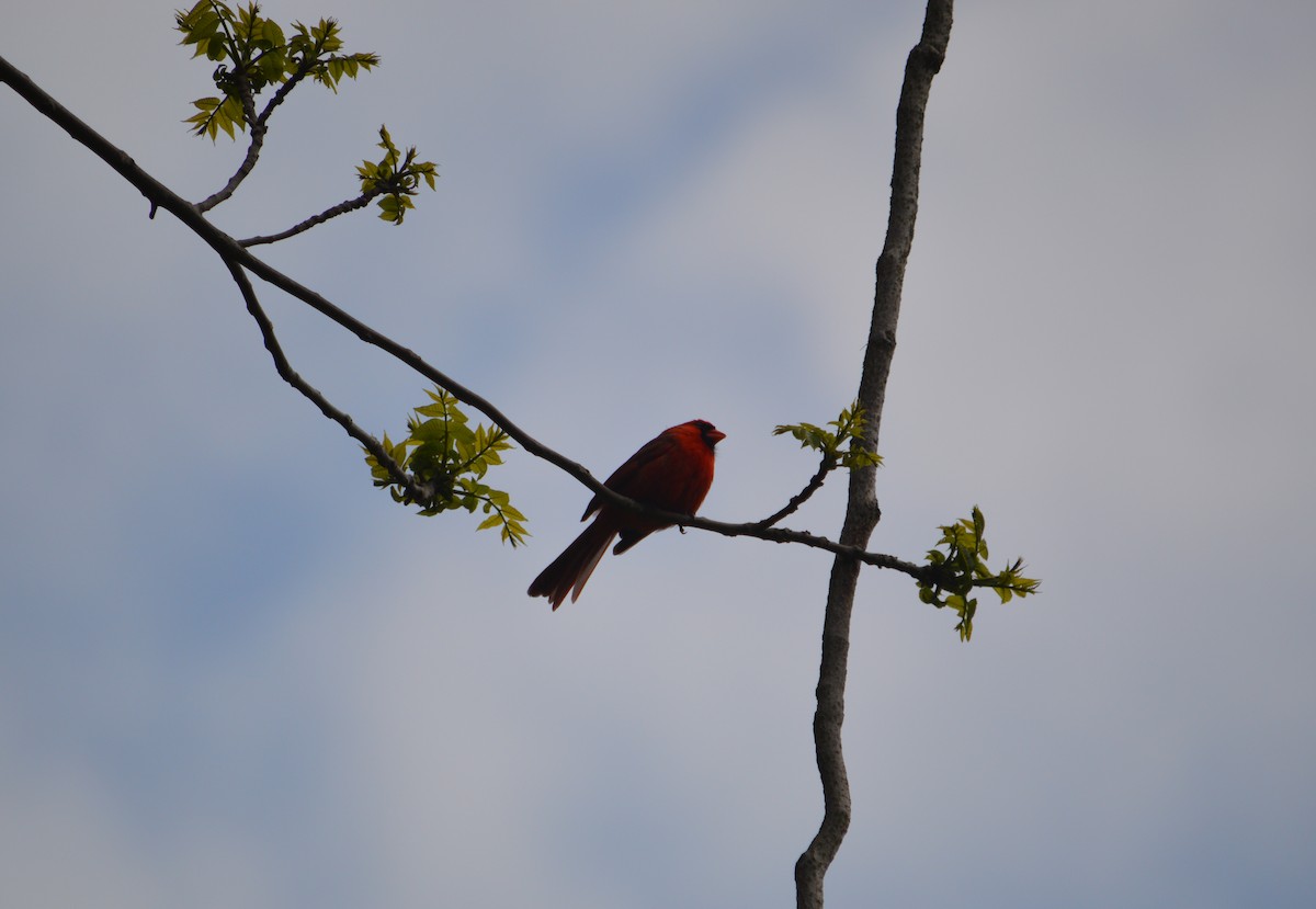 Northern Cardinal - Heather Hough